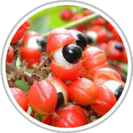 Cinnamon Extract
