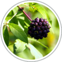 Banaba Leaf Extract